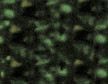 kukat animoituja-kuvia-gif